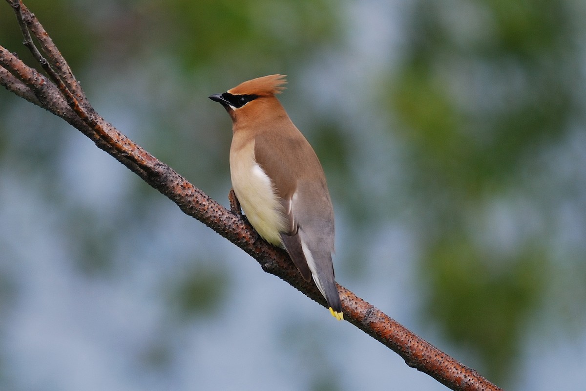 Cedar Waxwing - ML310226121