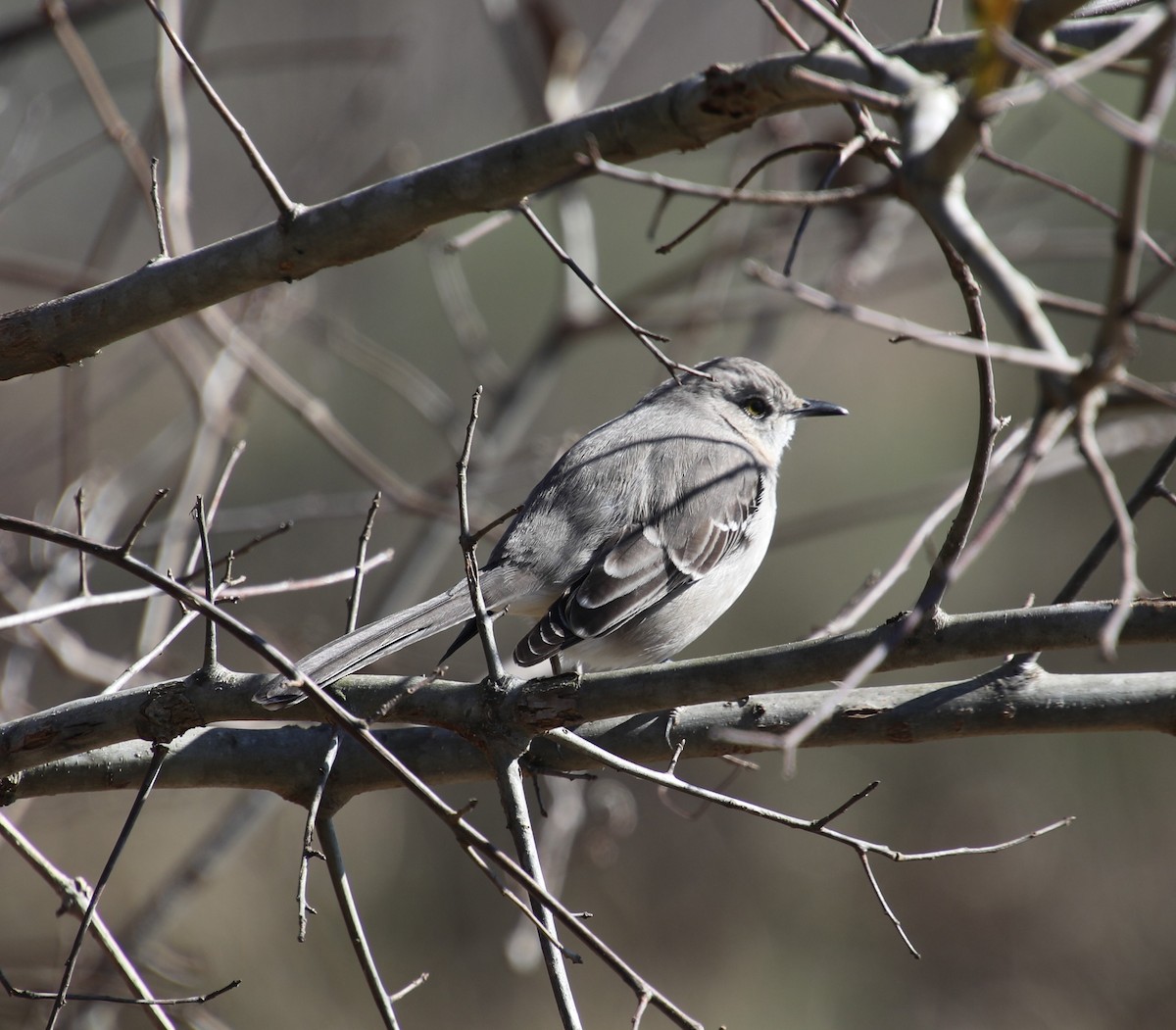 Northern Mockingbird - ML310227251