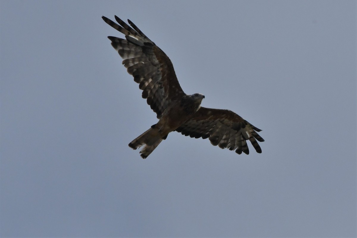 Square-tailed Kite - ML310229291
