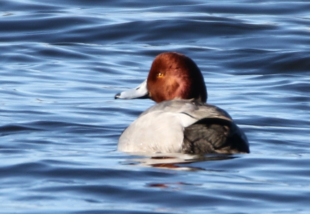 Redhead - ML310230681