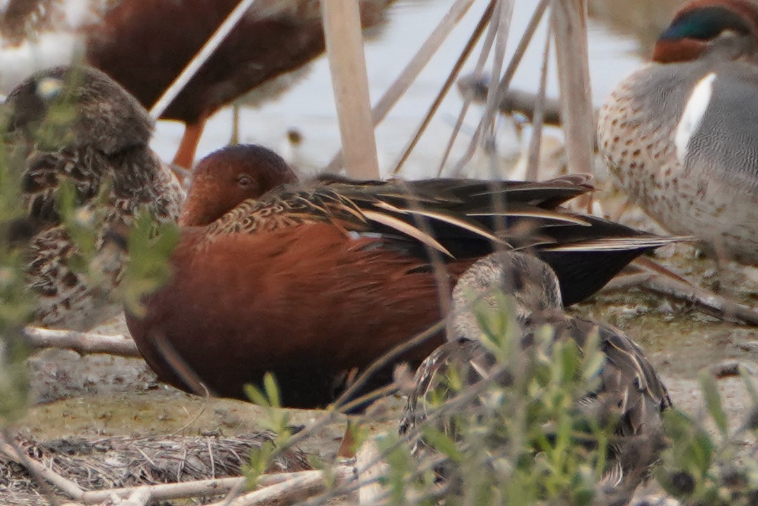 Cinnamon Teal - ML310231341