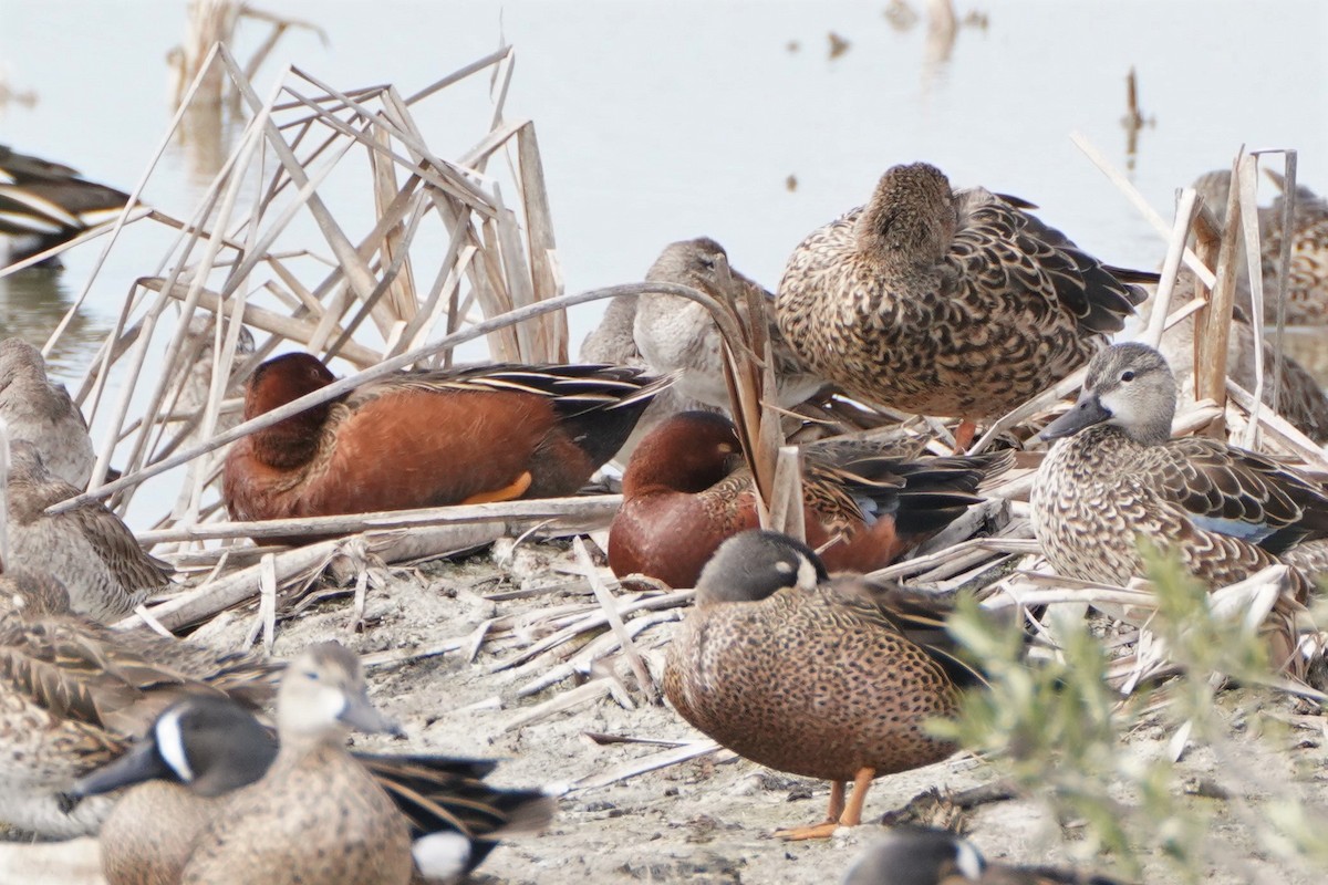 Cinnamon Teal - Ana Novak