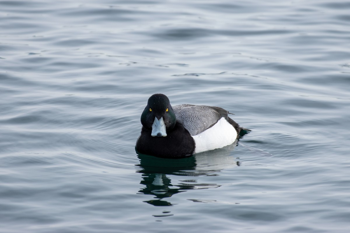 Greater Scaup - ML310232161