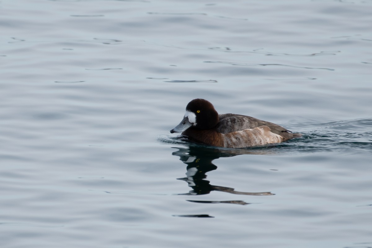 Greater Scaup - ML310232281