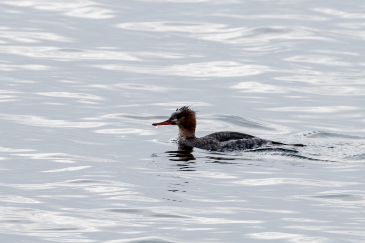 Red-breasted Merganser - ML310232551