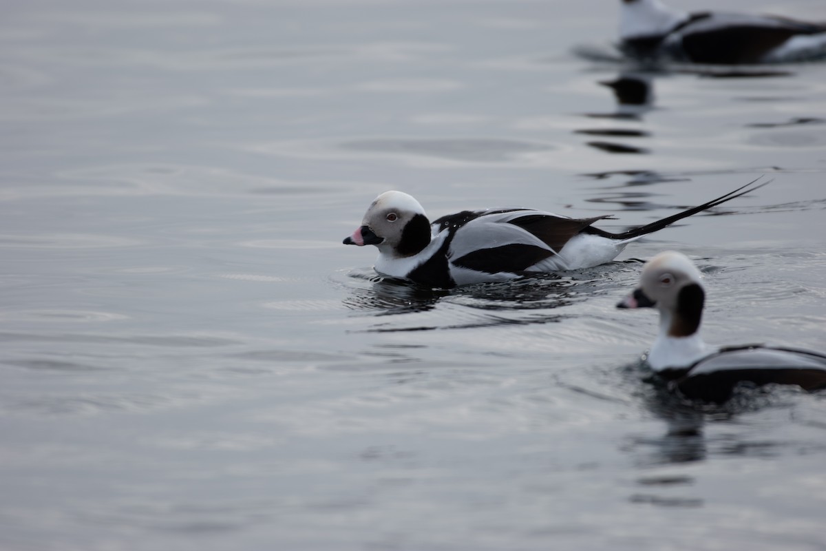 Long-tailed Duck - Benny Pacheco