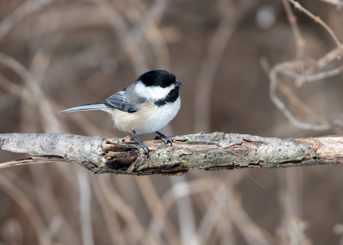 Black-capped Chickadee - ML310232961