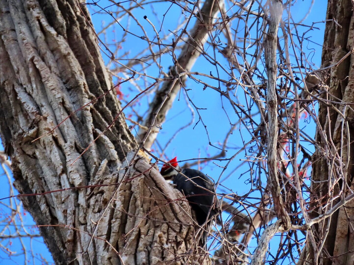 Pileated Woodpecker - ML310233431