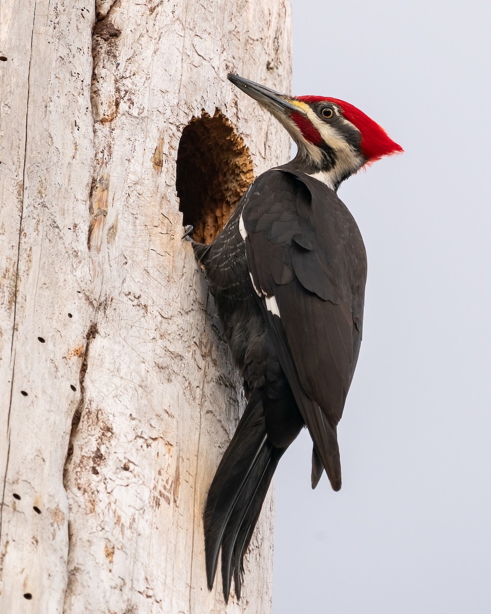 Pileated Woodpecker - ML310233831