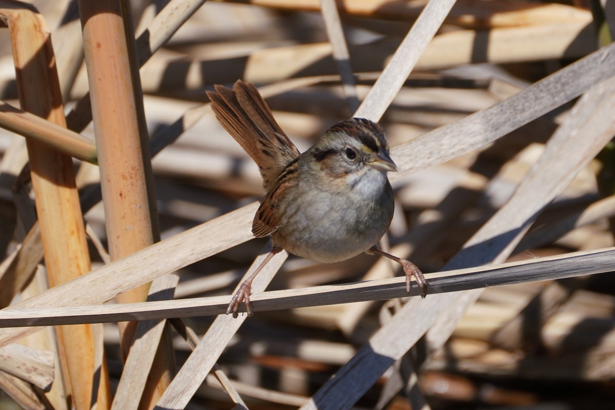 Swamp Sparrow - ML310234441