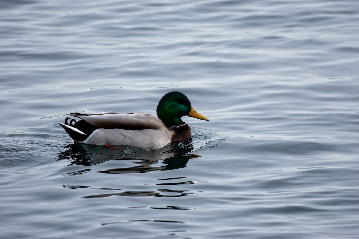 Mallard - ML310235081