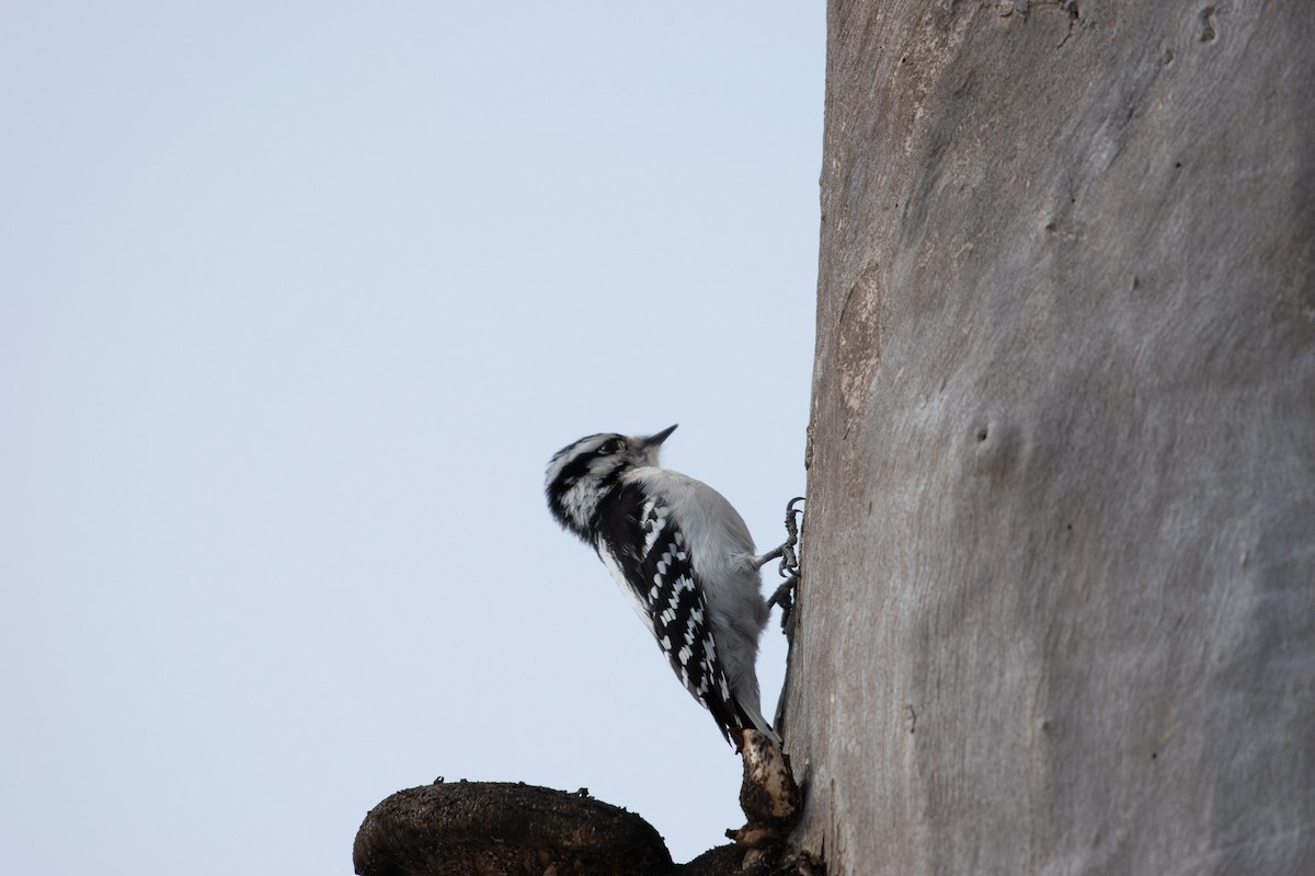 Downy Woodpecker - ML310235871