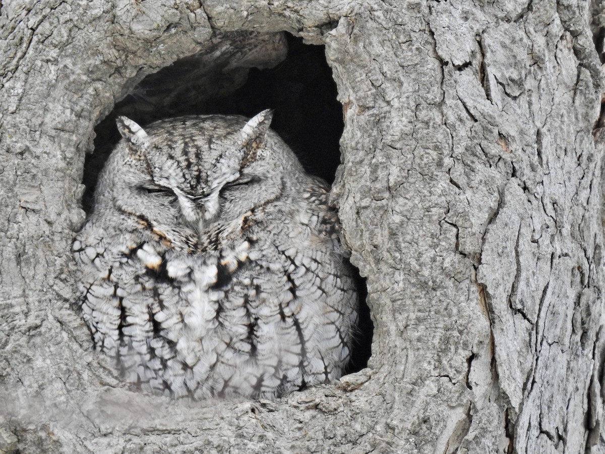 Eastern Screech-Owl - ML310236841