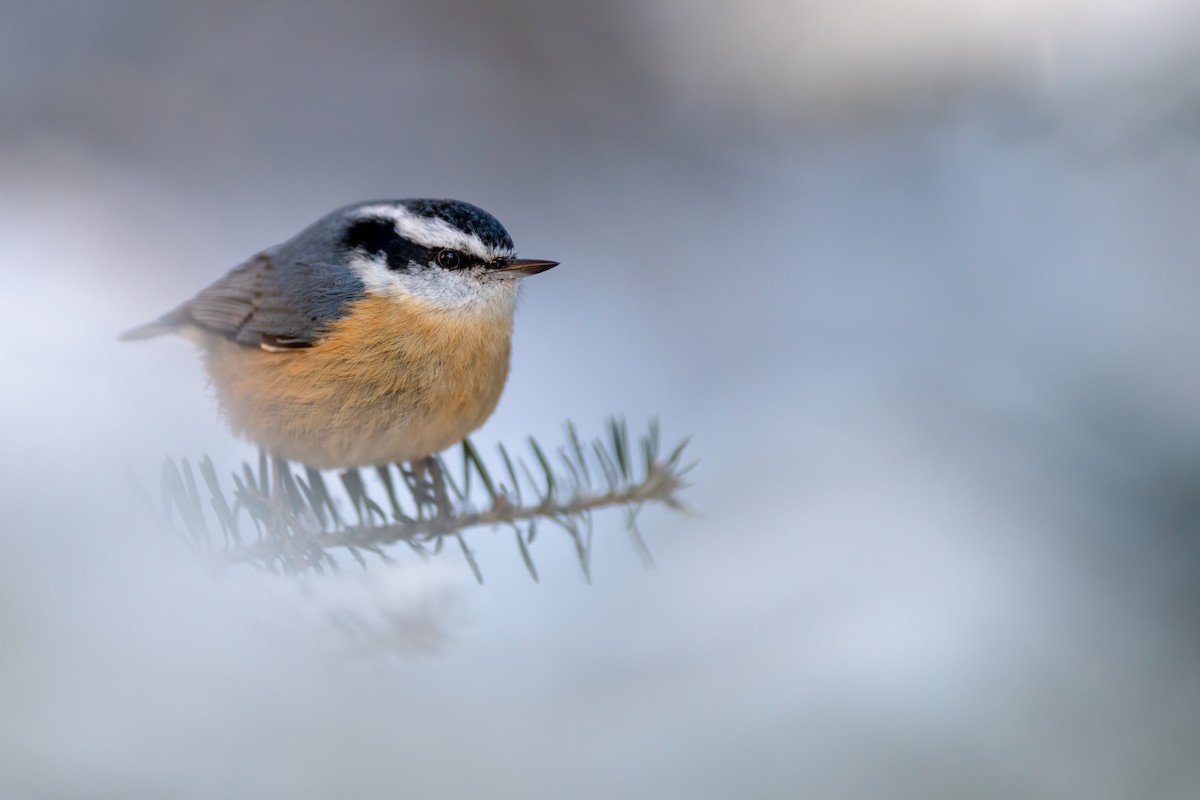 Red-breasted Nuthatch - ML310239781