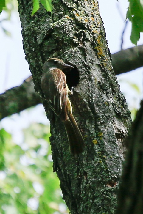 Great Crested Flycatcher - Lori Widmann