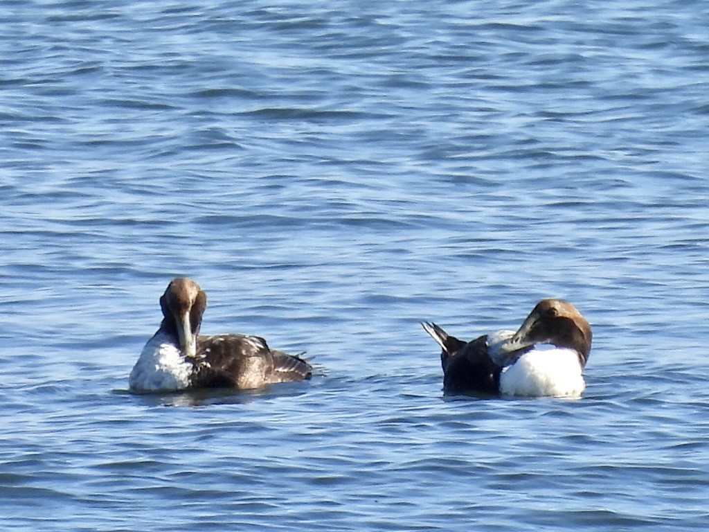 Common Eider - ML310243081