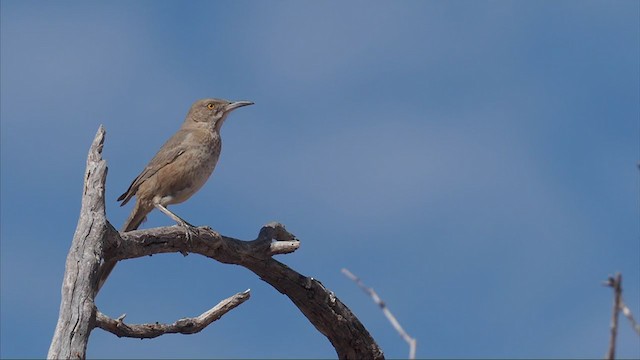 Bendire's Thrasher - ML310243271