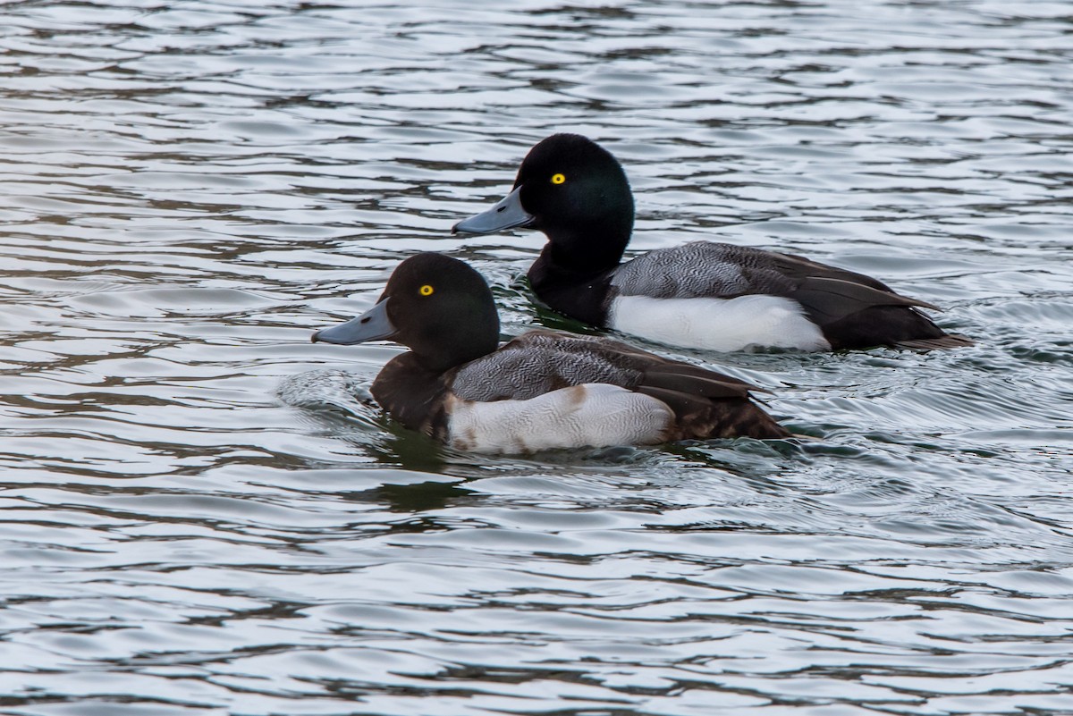 Greater Scaup - ML310243781