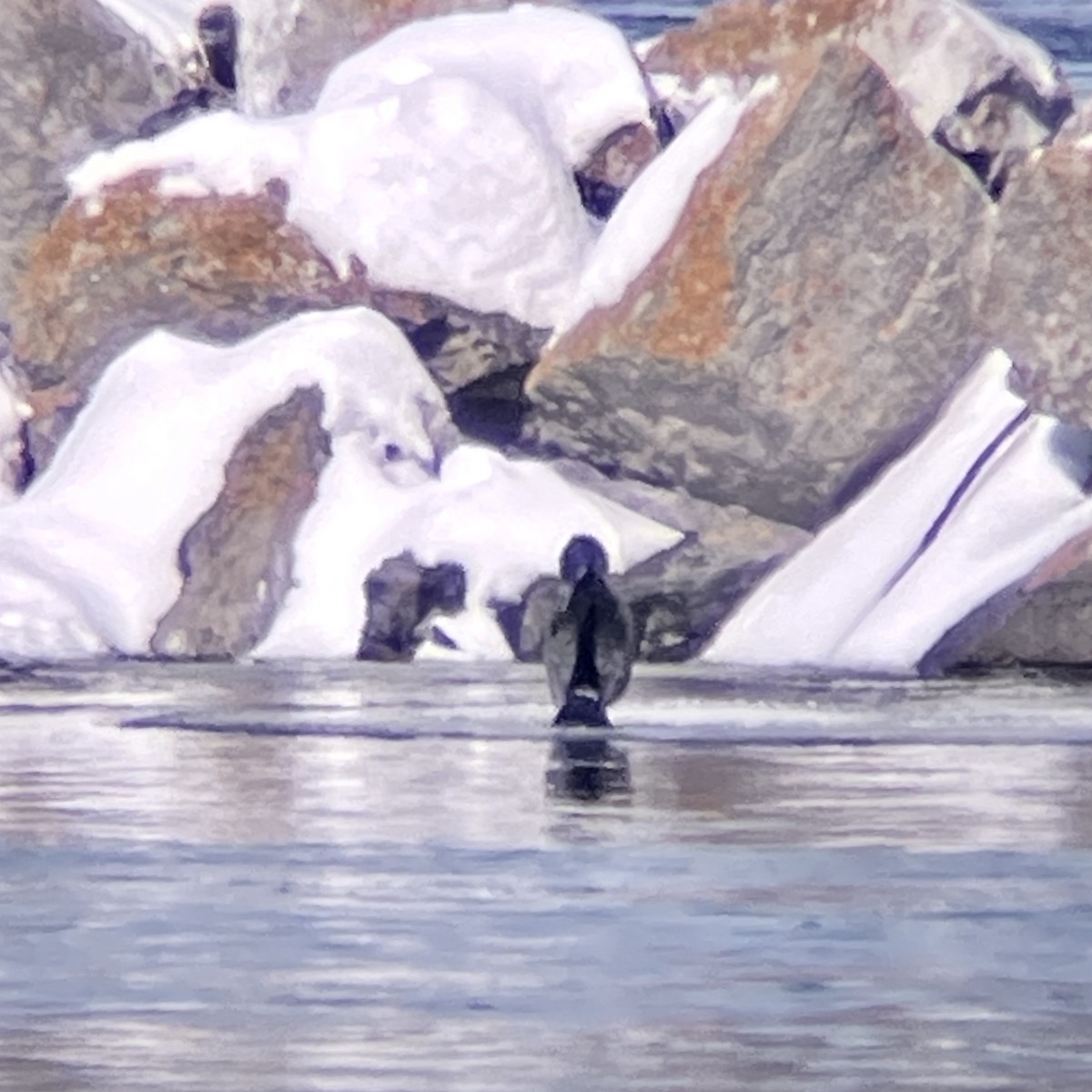 Great Cormorant - ML310244201