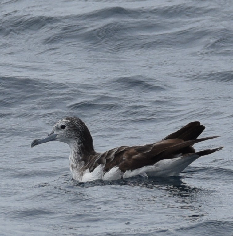 Streaked Shearwater - ML31024421