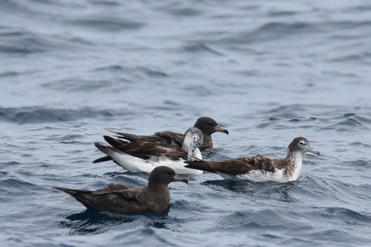 Streaked Shearwater - Subramanian Sankar