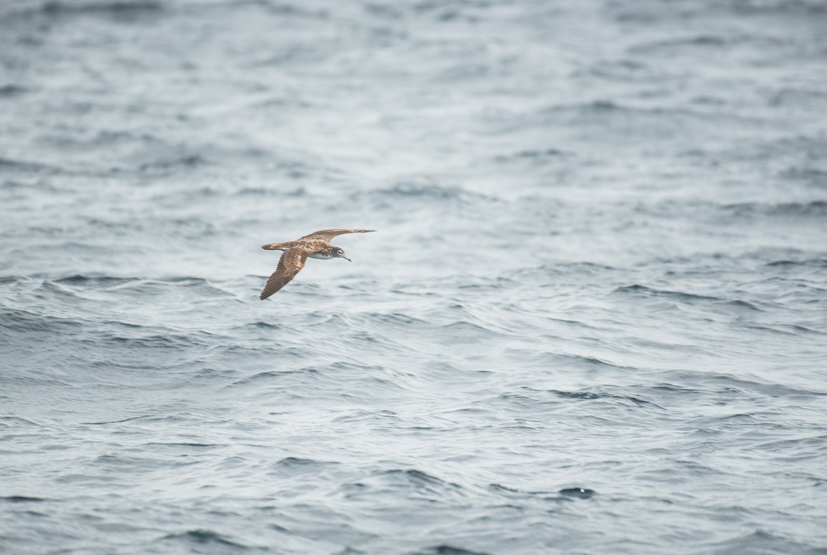 Streaked Shearwater - ML31024451