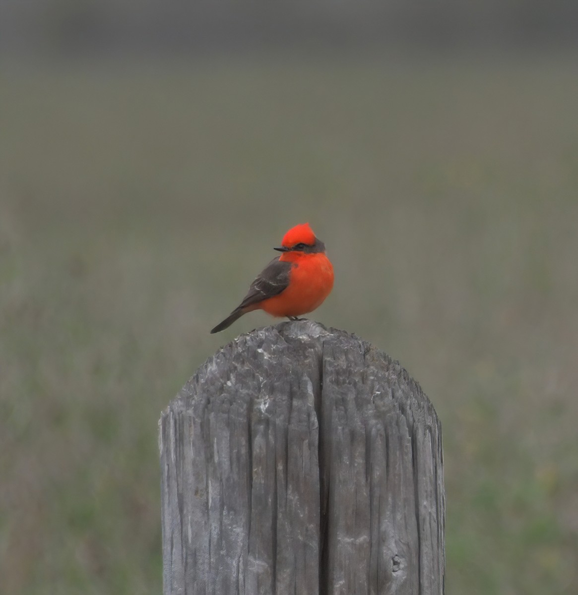 Vermilion Flycatcher - ML310244891