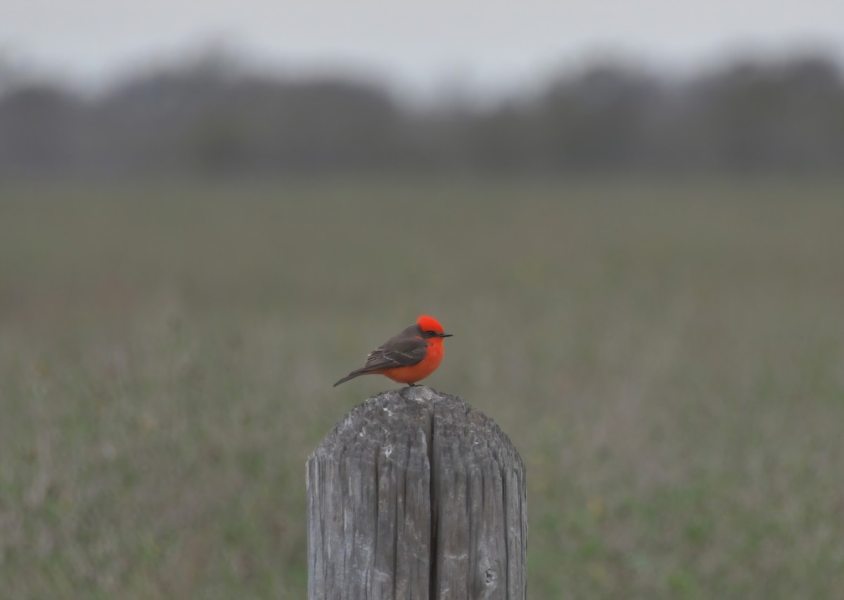 Vermilion Flycatcher - Sheridan Samano