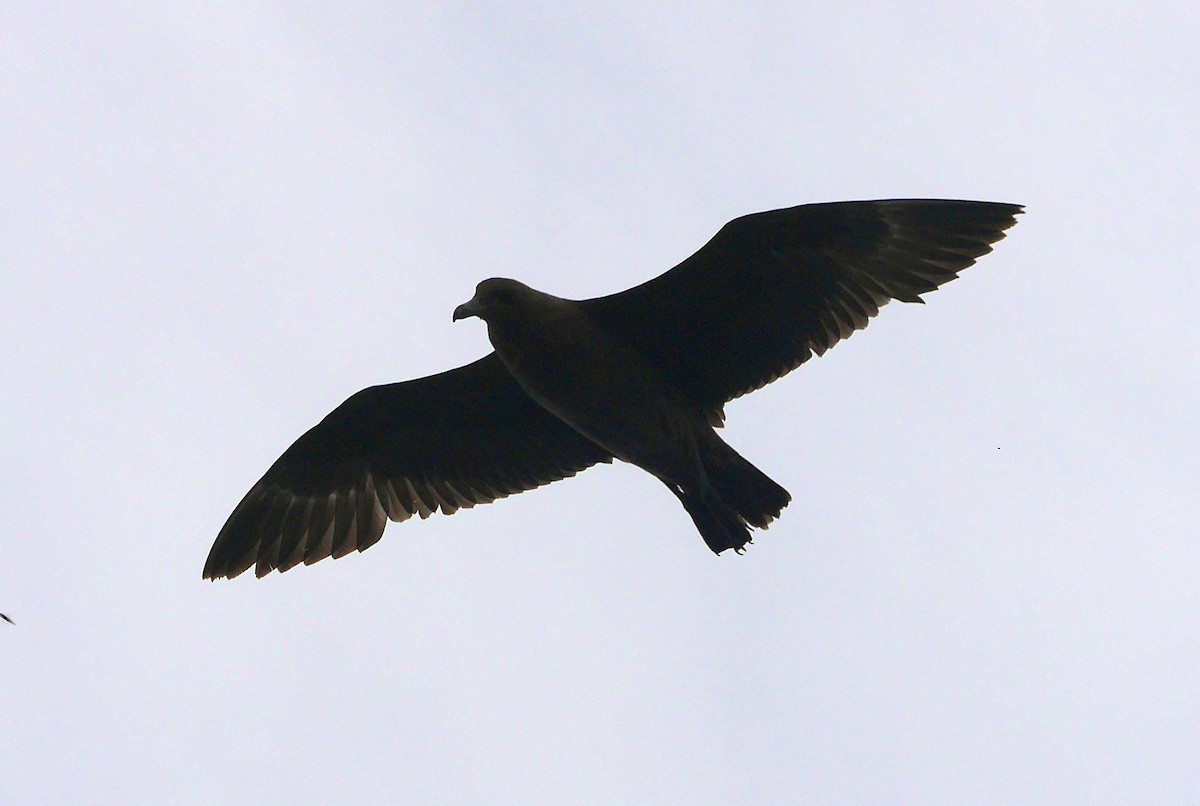 Brown Skua - ML31024661