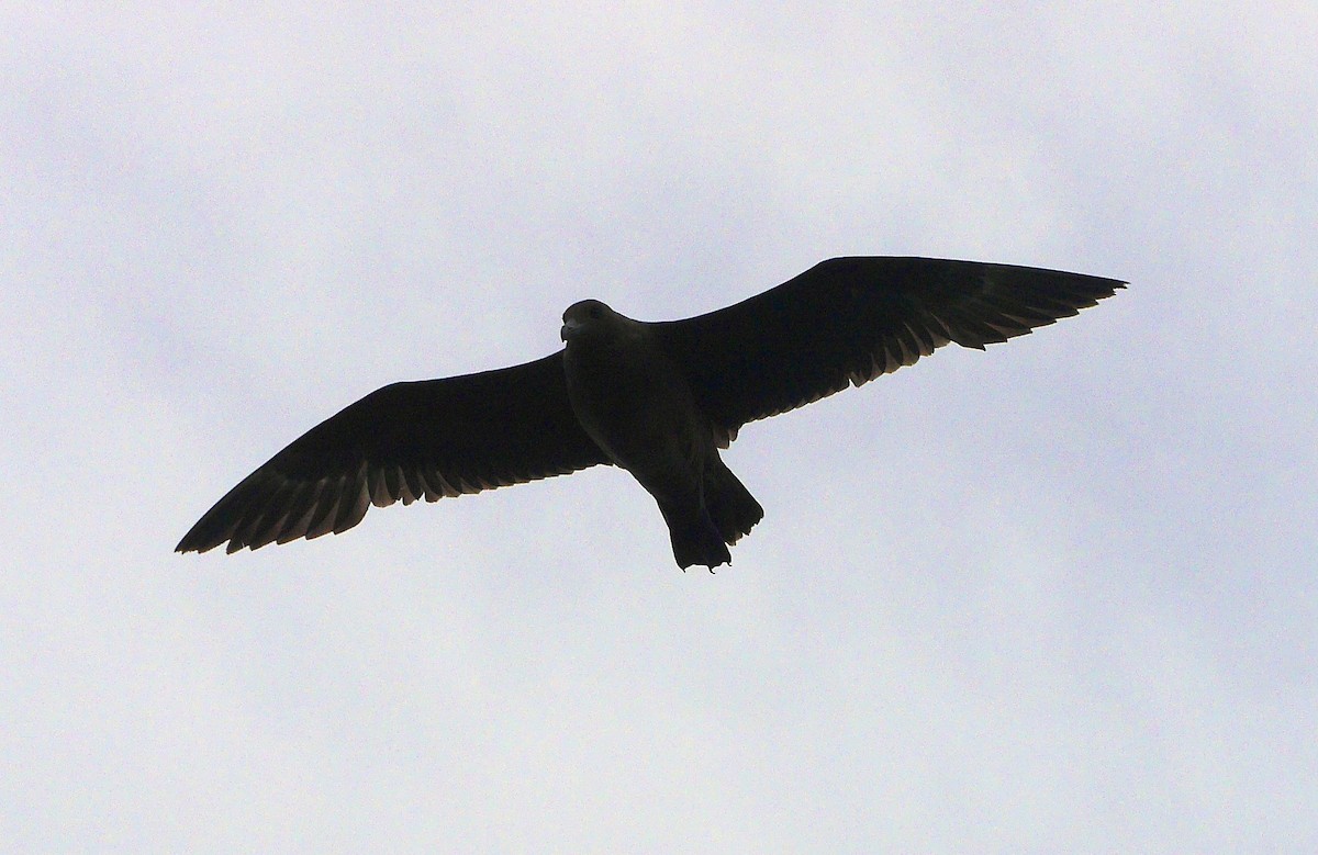 Brown Skua - ML31024691