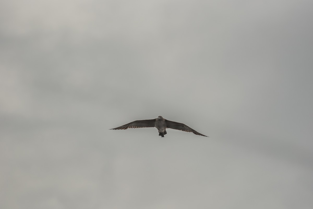 Brown Skua - ML31024701