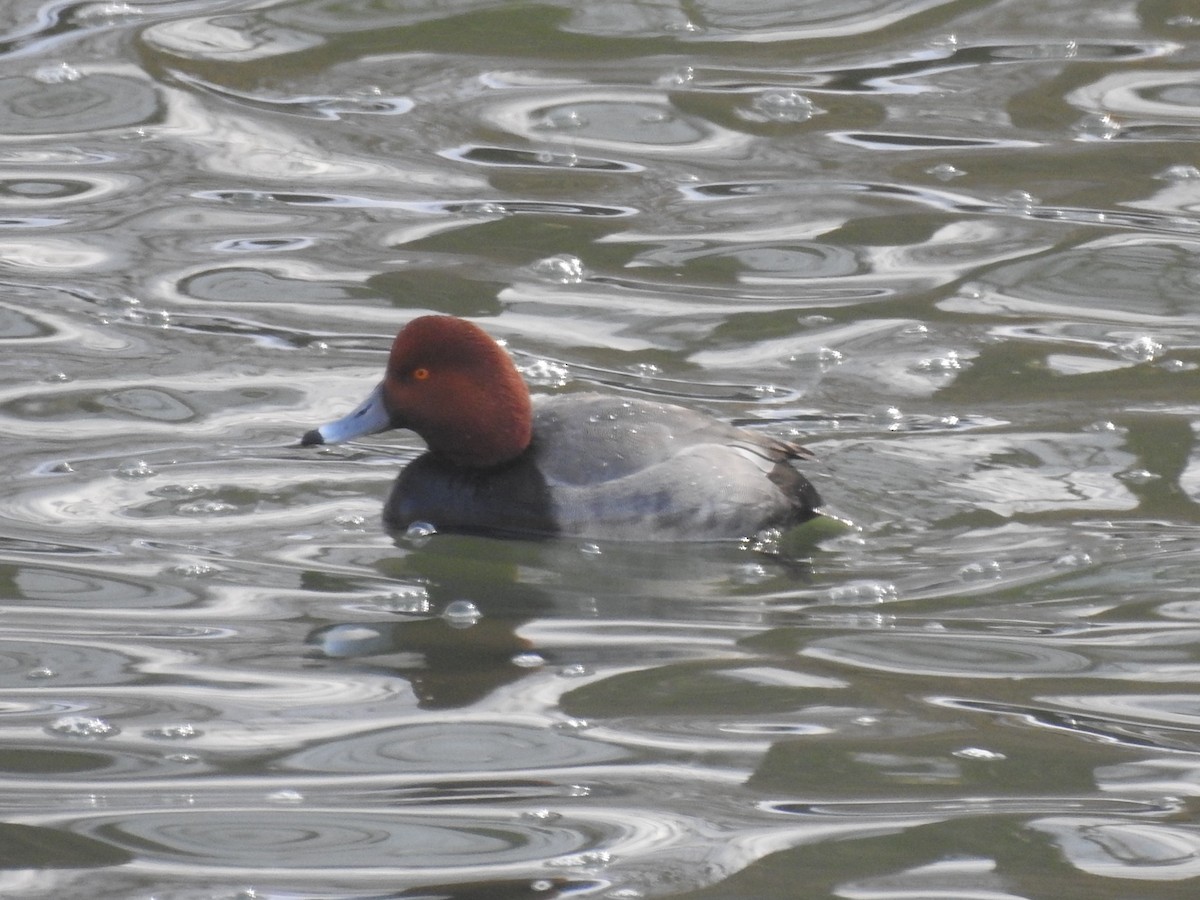 Redhead - ML310248181