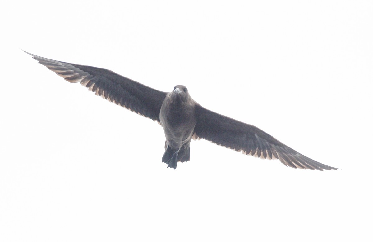 Brown Skua - ML31024831