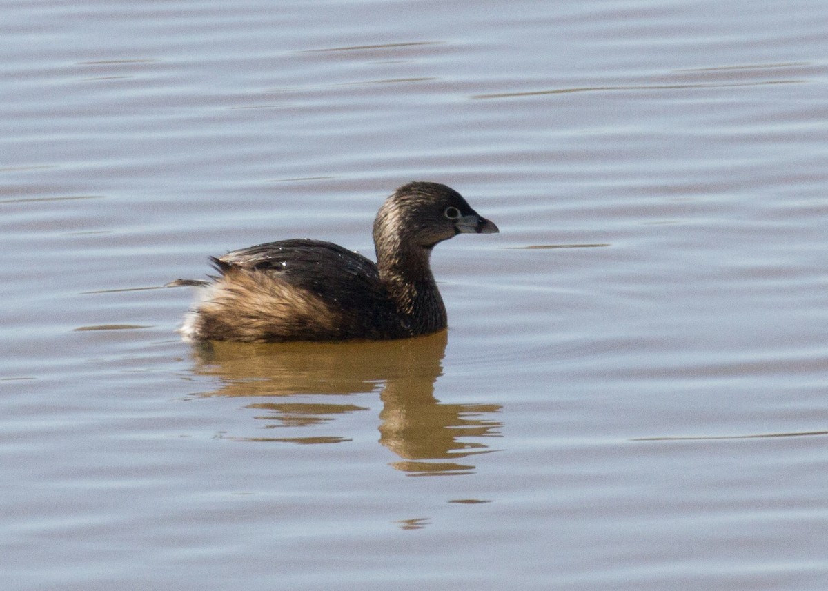 Pied-billed Grebe - ML310248671