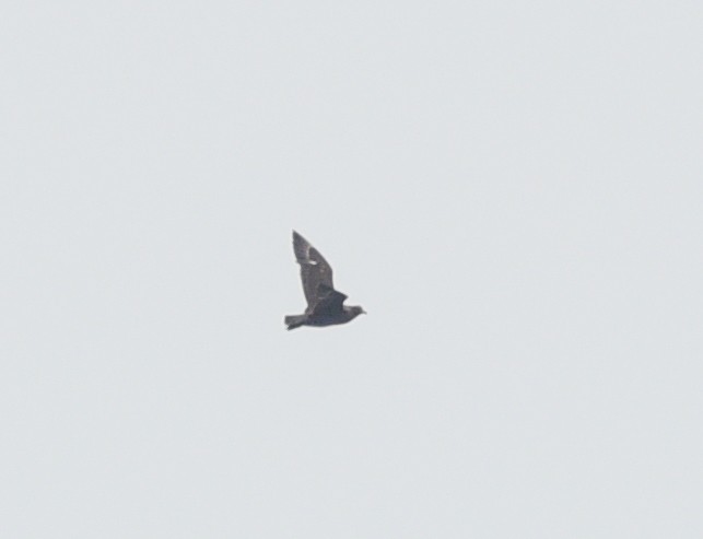 Brown Skua - ML31024871