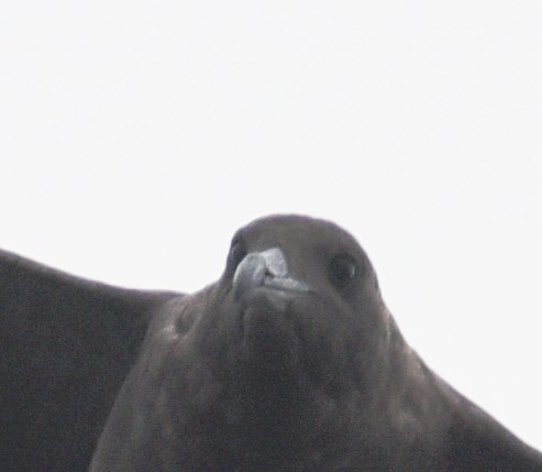 Brown Skua - ML31024921