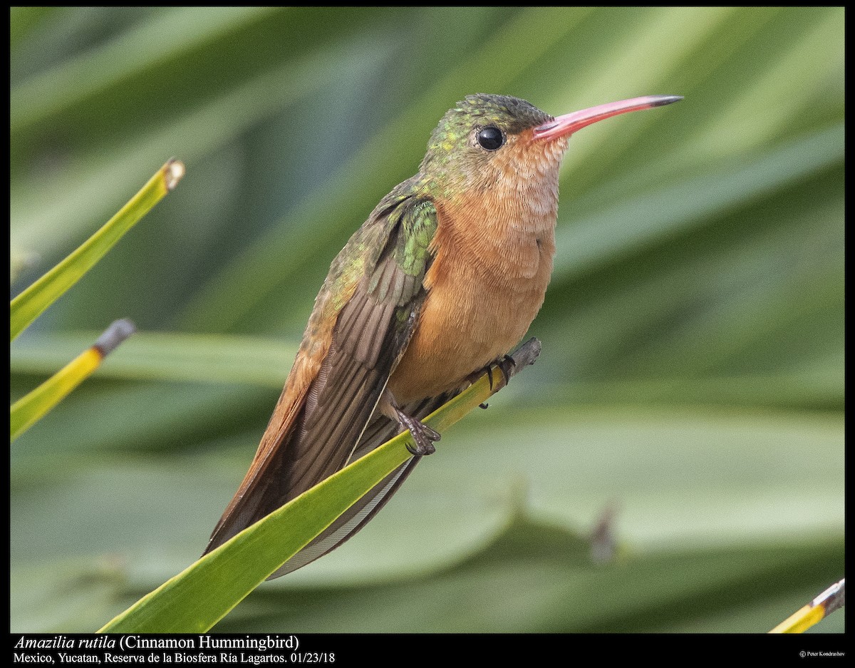 Cinnamon Hummingbird - Peter Kondrashov