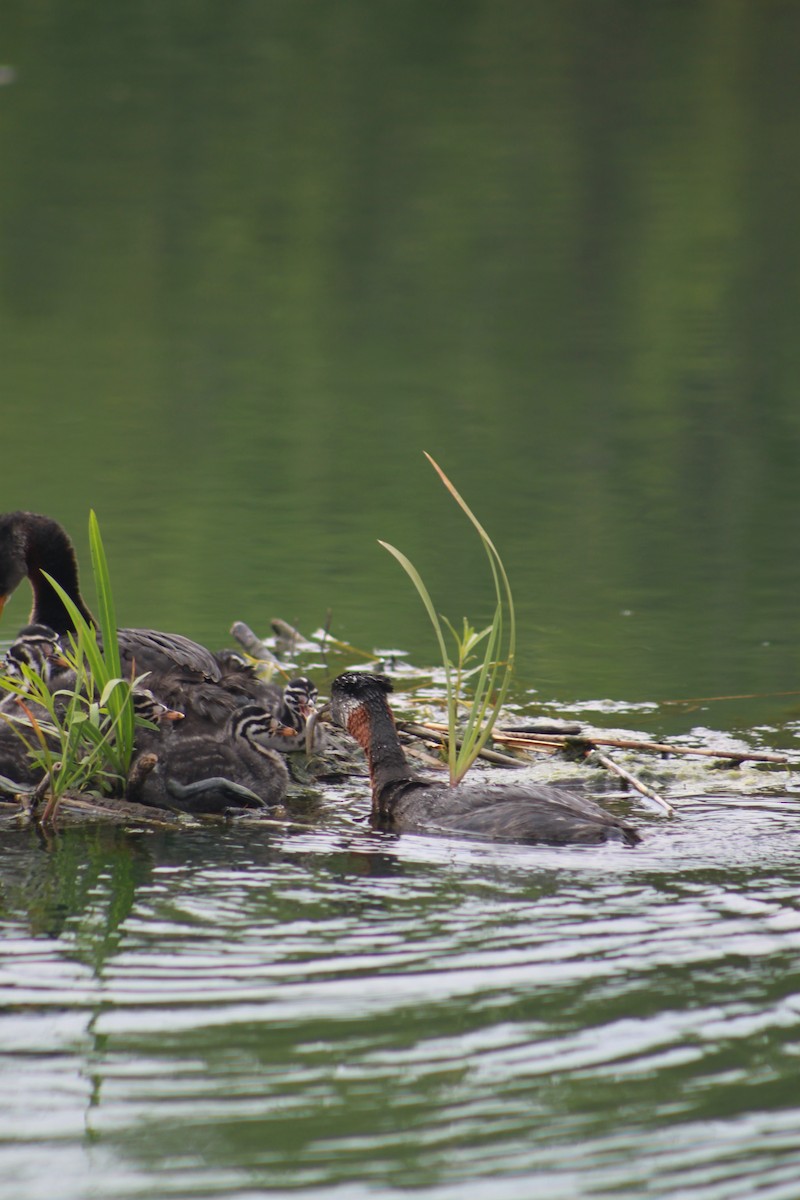 Red-necked Grebe - ML31025101