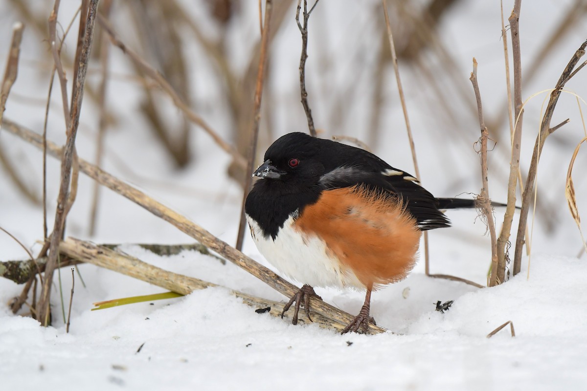 Eastern Towhee - ML310251301