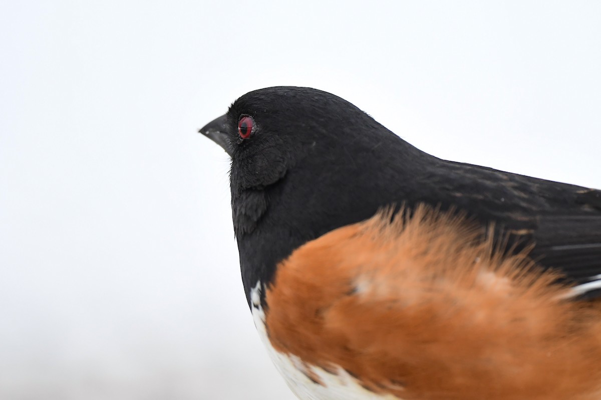 Eastern Towhee - John Kuenzli