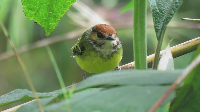 Rufous-crowned Tody-Flycatcher - ML310254701