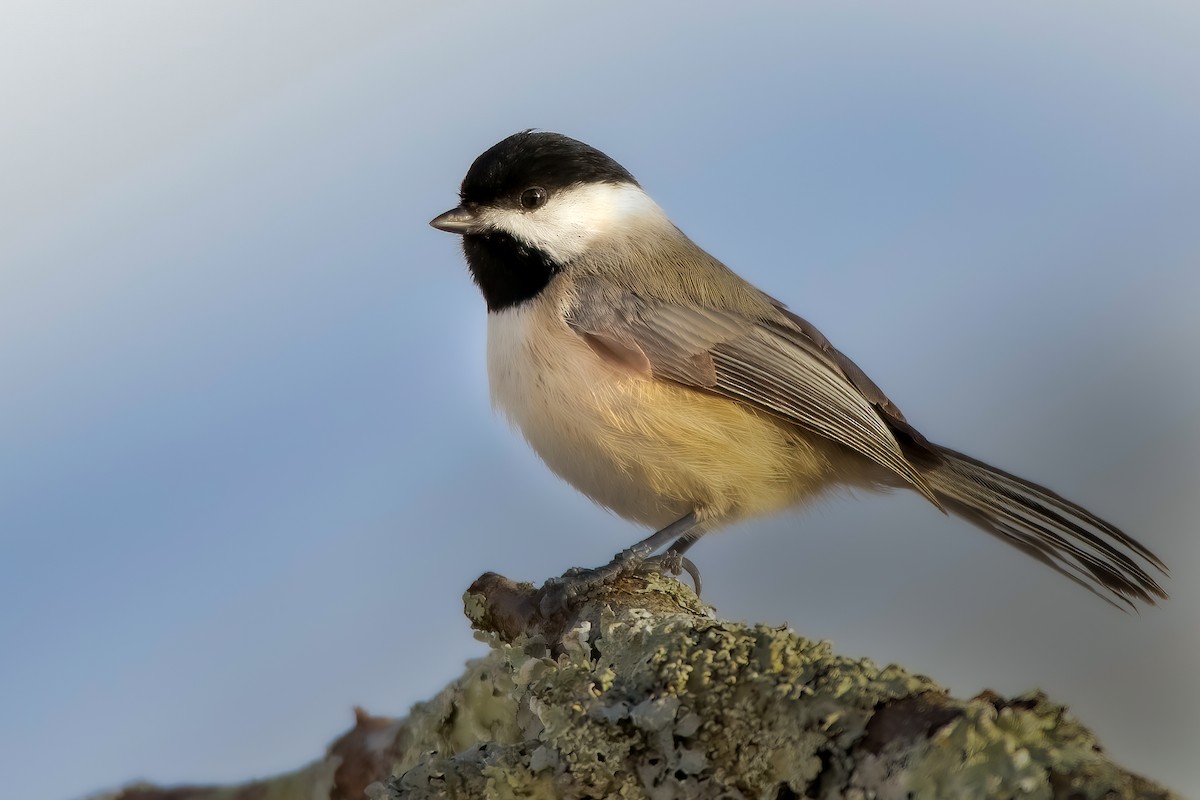 Carolina Chickadee - Matthew Plante