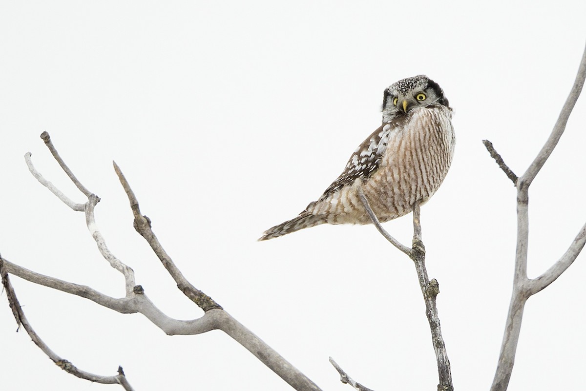 Northern Hawk Owl - Jeff Dyck