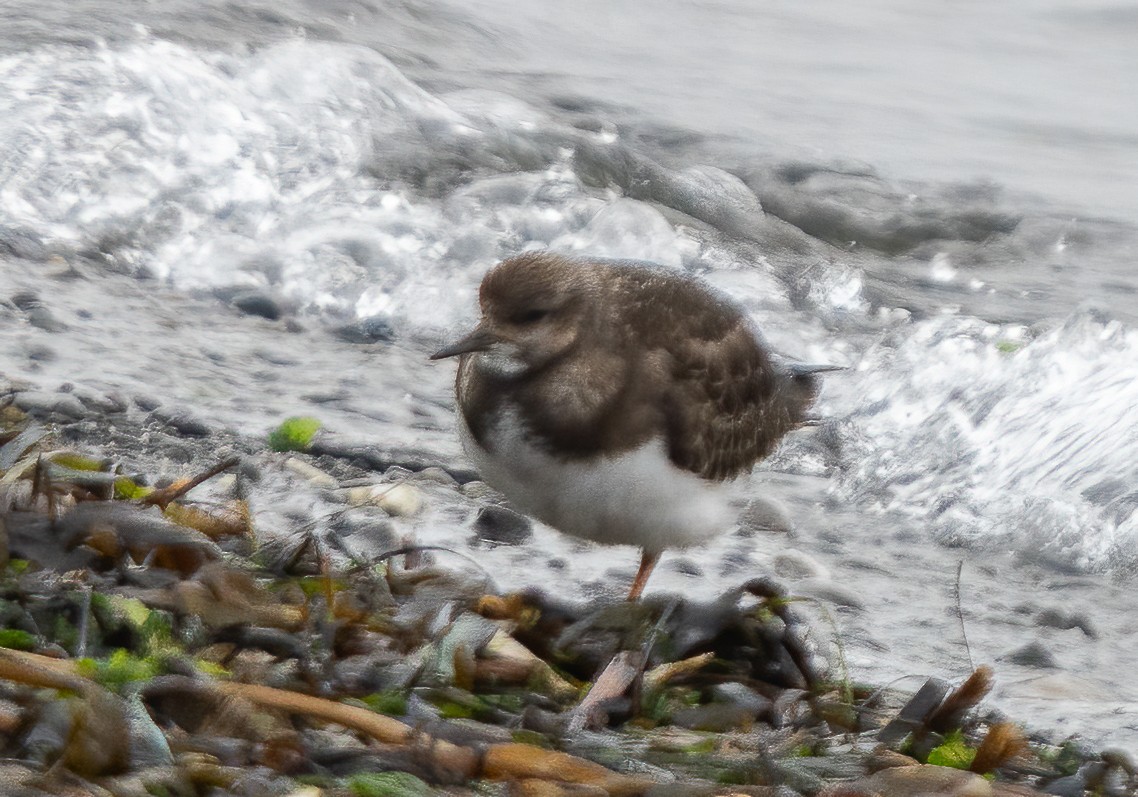 Ruddy Turnstone - ML310257271