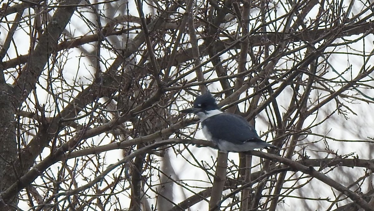 Belted Kingfisher - ML310257971