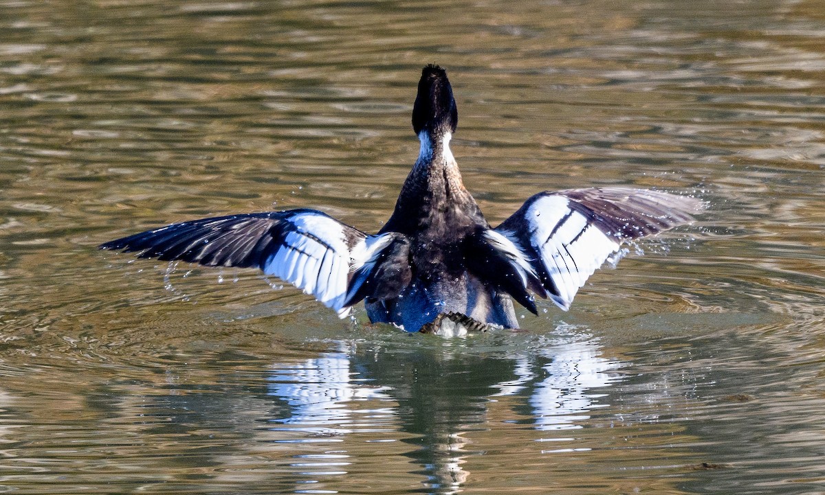 Red-breasted Merganser - Howard Cox