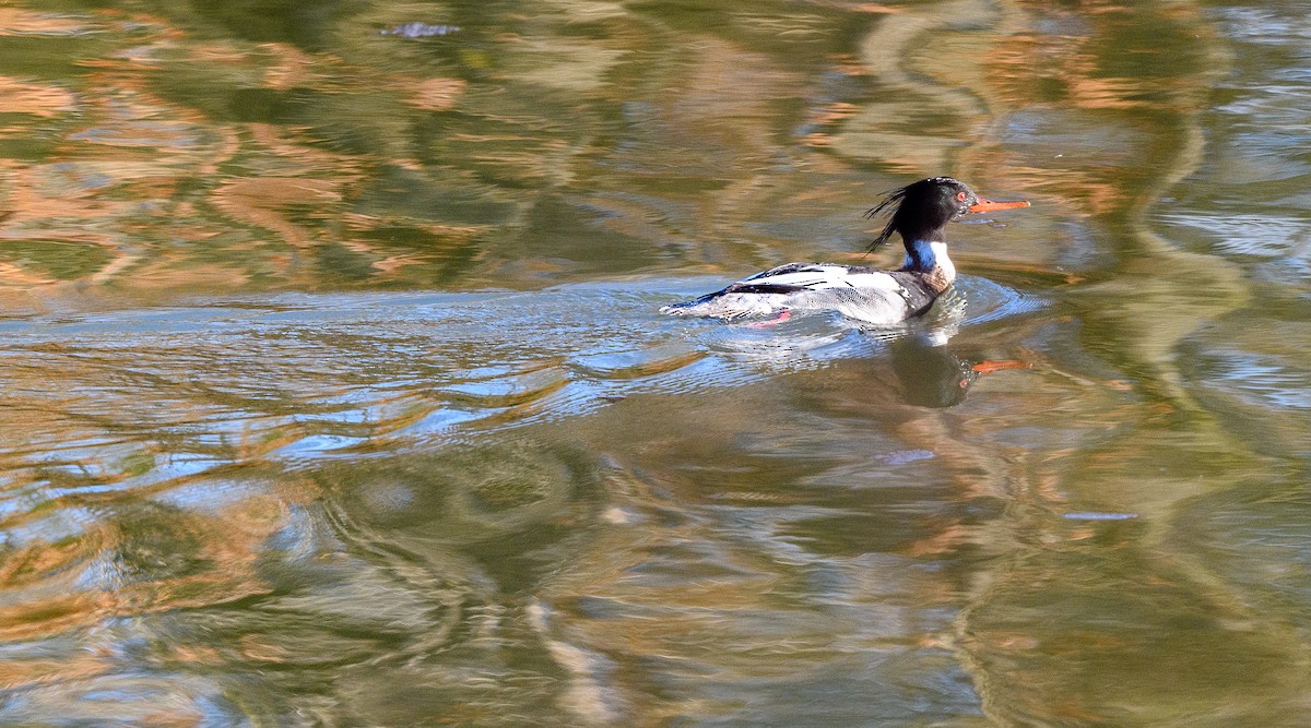 Red-breasted Merganser - Howard Cox