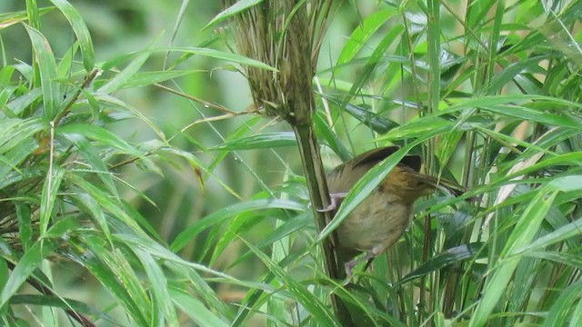 Black-eared Hemispingus (Black-eared) - ML310259771