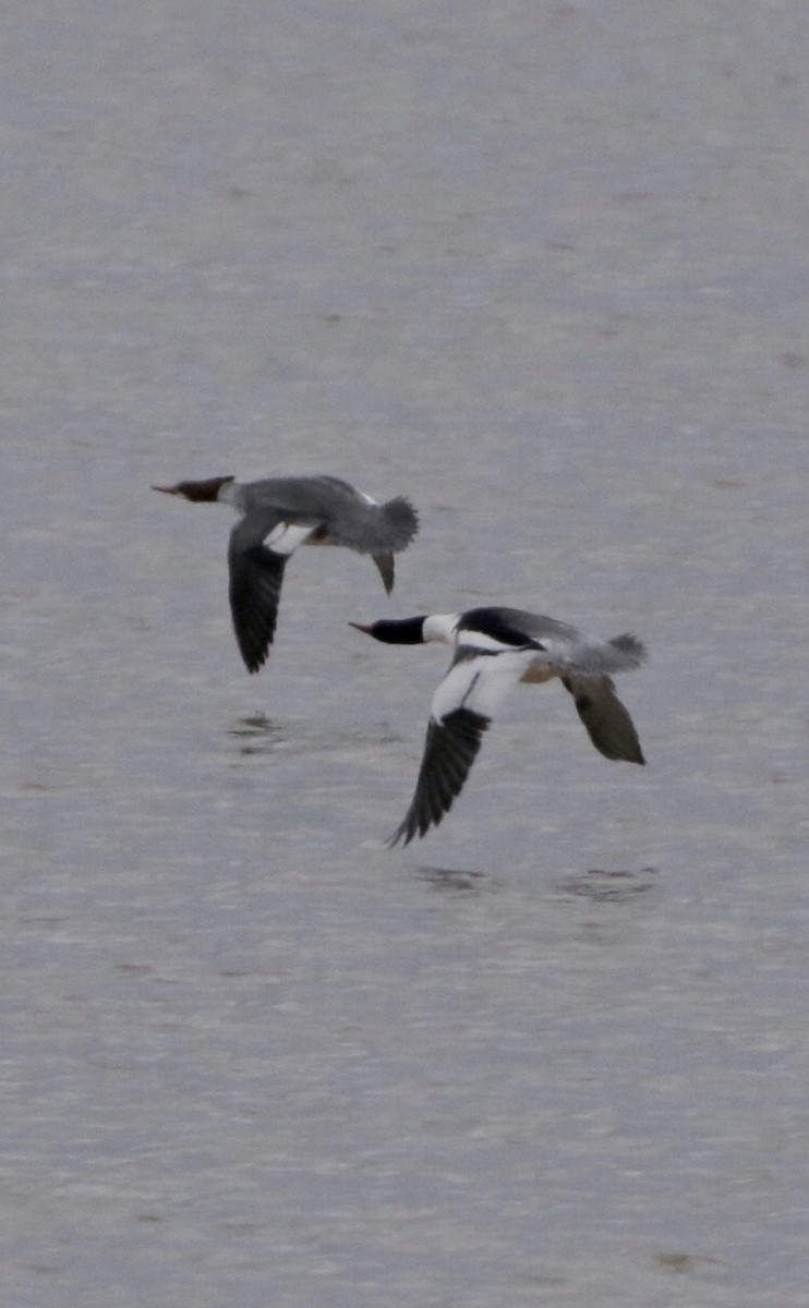 Common Merganser - ML310260041