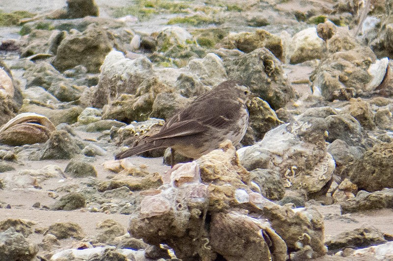 American Pipit - ML310261211